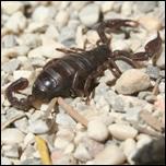 črni škorpijon