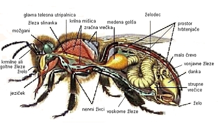 anatomija čebele